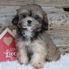 Shihpoo Puppy Zada