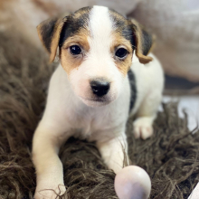 Jack Russell Terrier Puppy Magnolia