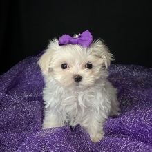 Maltese Puppy Pippa