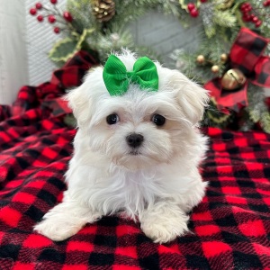 Maltese Puppy Pippa