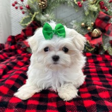 Maltese Puppy Pippa