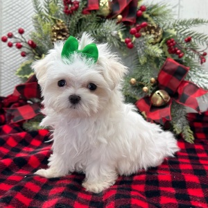 Maltese Puppy Pippa