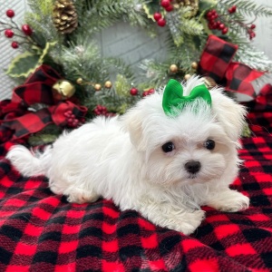 Maltese Puppy Pippa