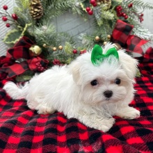 Maltese Puppy Pippa