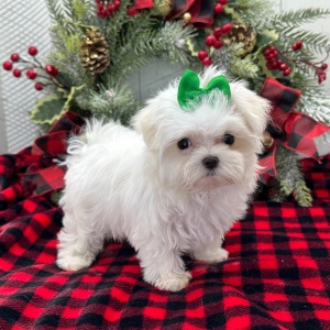 Maltese Puppy Pippa