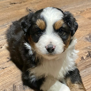 Australian Shepherd Puppy Tinley