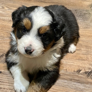 Australian Shepherd Puppy Tinley