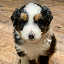 Australian Shepherd Puppy Tinley