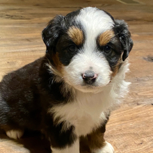 Australian Shepherd Puppy Tinley