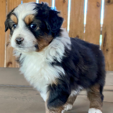 Australian Shepherd Puppy Tinley