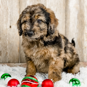 Bernedoodle Puppy Tanner