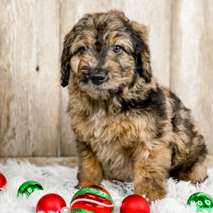 Bernedoodle Puppy Tanner