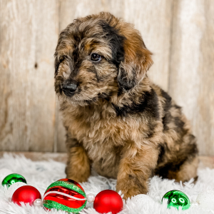 Bernedoodle Puppy Tanner