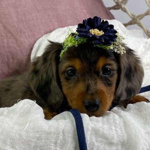Dachshund Puppy Hannah