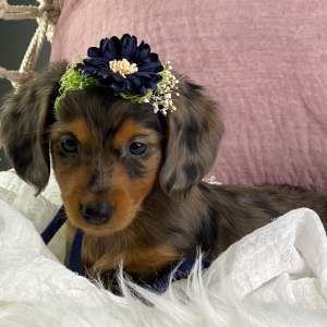 Dachshund Puppy Hannah