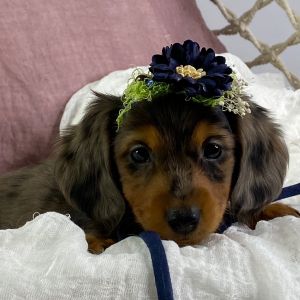 Dachshund Puppy Hannah