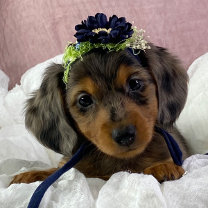 Dachshund Puppy Hannah