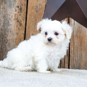 Maltese Puppy Loki