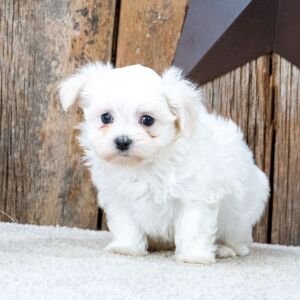 Maltese Puppy Loki