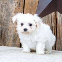 Maltese Puppy Loki