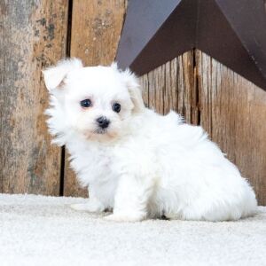 Maltese Puppy Loki