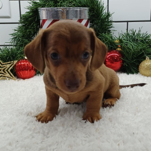 Dachshund Puppy Jake
