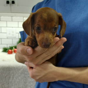 Dachshund Puppy Jake