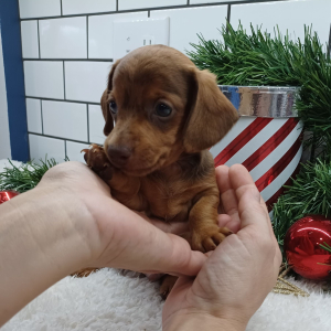 Dachshund Puppy Jake