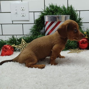 Dachshund Puppy Jake