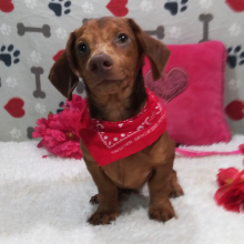 Dachshund Puppy Jake