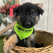 German Shepherd Dog Puppy Nicole
