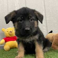 German Shepherd Dog Puppy Nicole