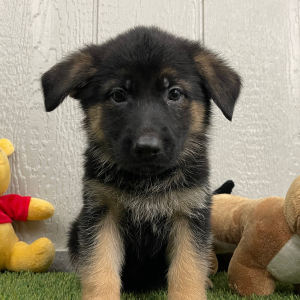 German Shepherd Dog Puppy Nicole