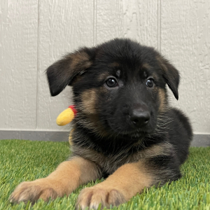 German Shepherd Dog Puppy Nicole