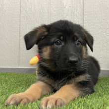 German Shepherd Dog Puppy Nicole
