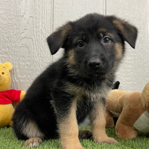 German Shepherd Dog Puppy Nicole