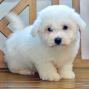 Bichon Frise Puppy Lance