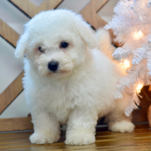Bichon Frise Puppy Lance