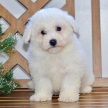 Bichon Frise Puppy Lance