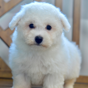Bichon Frise Puppy Lance