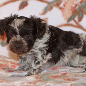 Miniature Schnauzer Puppy Pippa