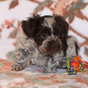 Miniature Schnauzer Puppy Pippa