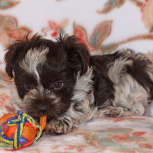 Miniature Schnauzer Puppy Pippa