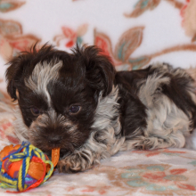 Miniature Schnauzer Puppy Pippa