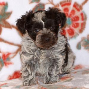 Miniature Schnauzer Puppy Pippa
