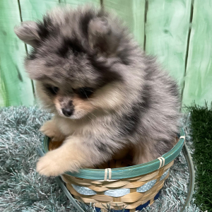 Pomeranian Puppy Leona