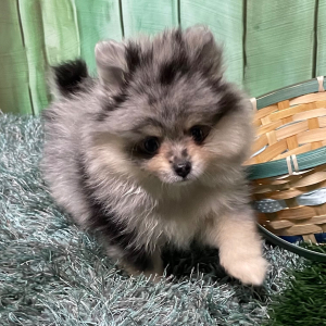 Pomeranian Puppy Leona