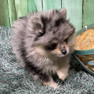 Pomeranian Puppy Leona
