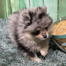 Pomeranian Puppy Leona