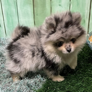 Pomeranian Puppy Leona